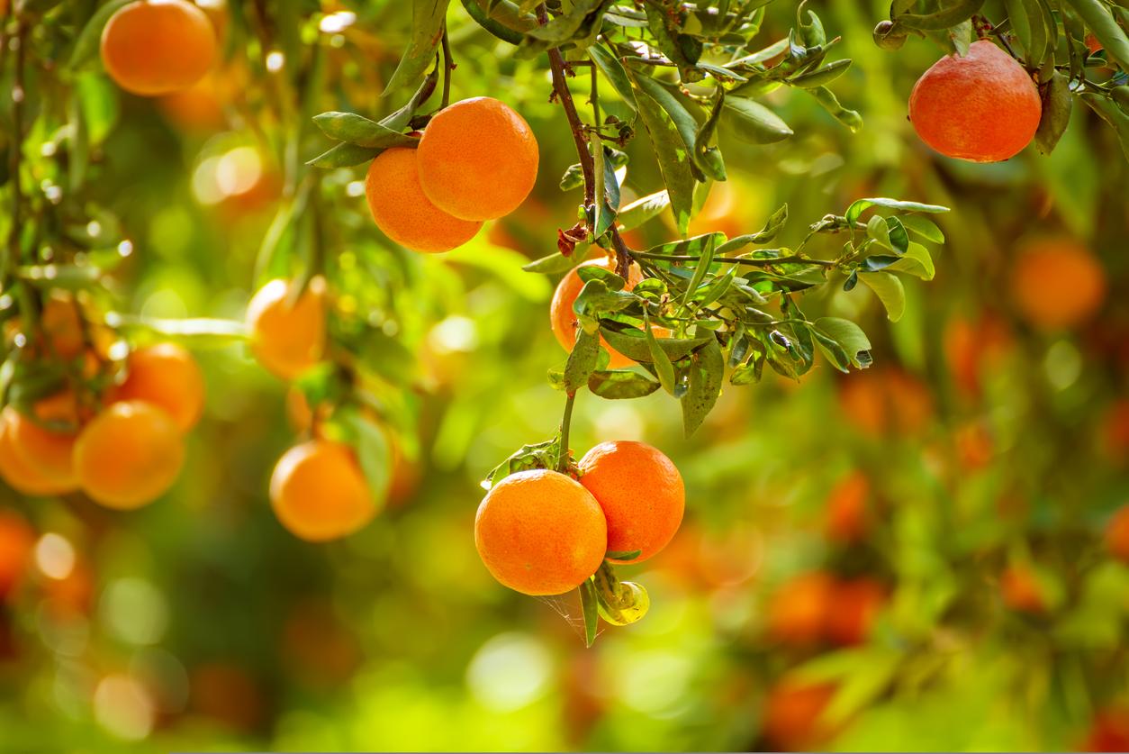 Tangerines grown on a tree are shown in a sunny garden.