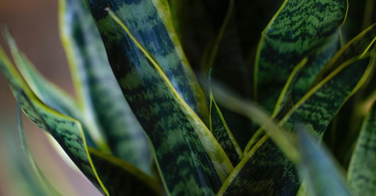 Up close photograph of a snake plant. 