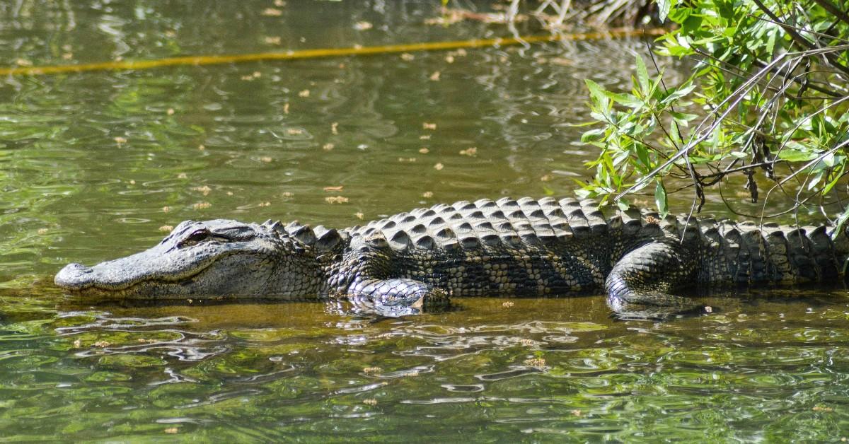 An alligator basks in the sun while half out of the water