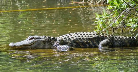 An alligator basks in the sun while half out of the water