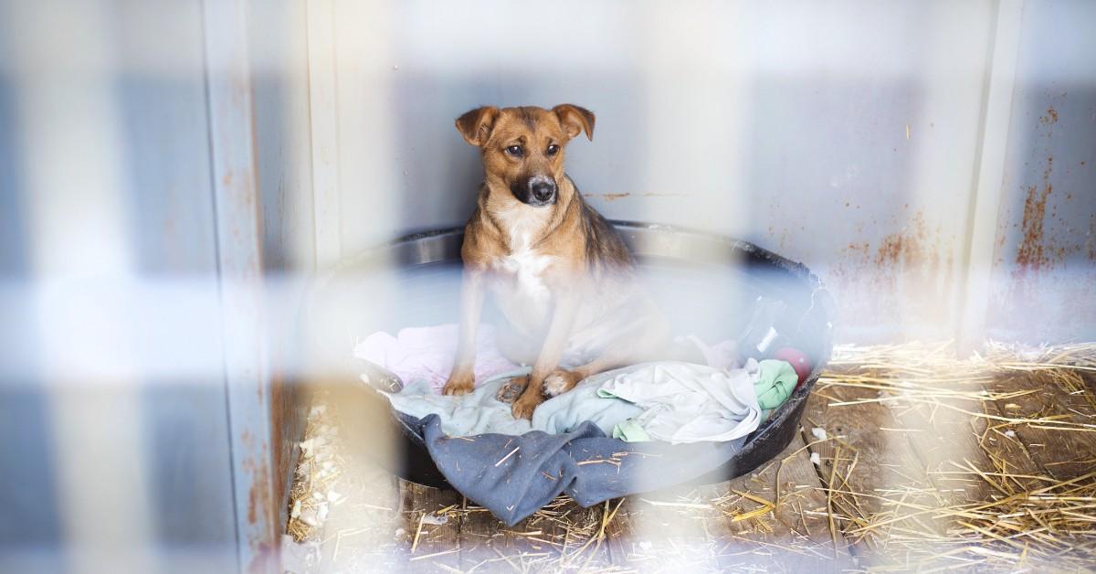 Shelter dog sleeping in a plastic tub