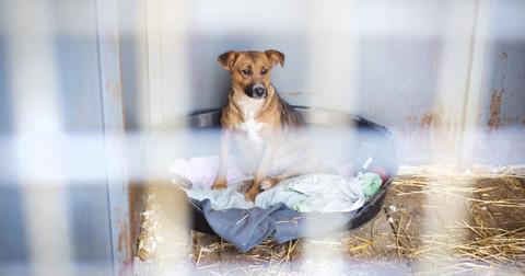 Shelter dog sleeping in a plastic tub