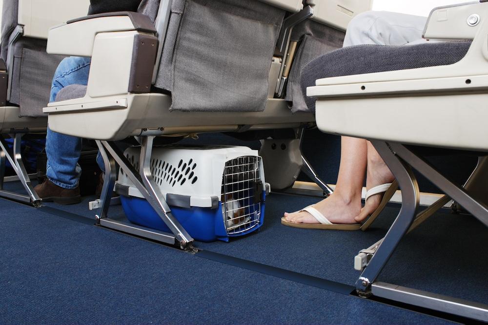 A small dog in a kennel underneath a airplane seat. 