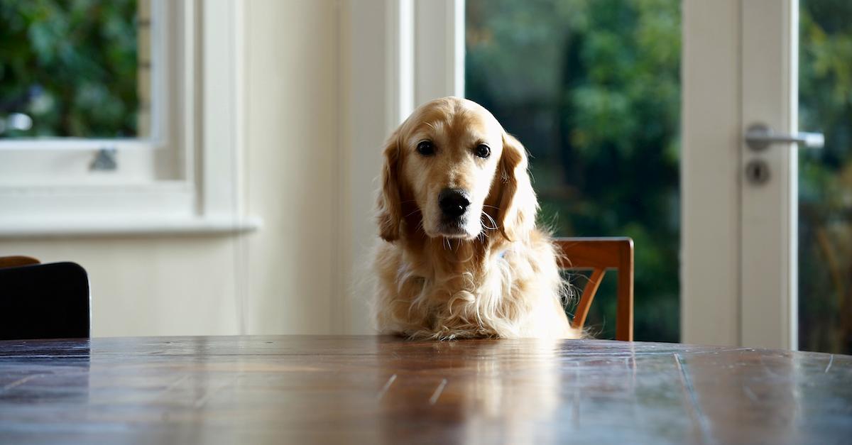 Dog Dinner Table