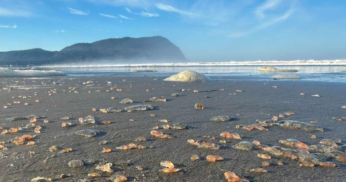 Thousands of pinkish gelatinous sea cucumbers wash up on the shore of Seaside Beach in Oregon (Cover Image Source: Facebook | @SeasideAquarium)