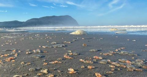 Thousands of pinkish gelatinous sea cucumbers wash up on the shore of Seaside Beach in Oregon (Cover Image Source: Facebook | @SeasideAquarium)