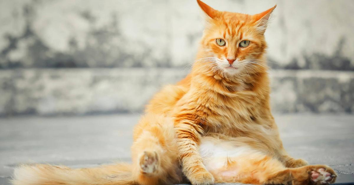 A Biopharmaceutical Company Is Actually Testing a Weight Loss Drug for Cats