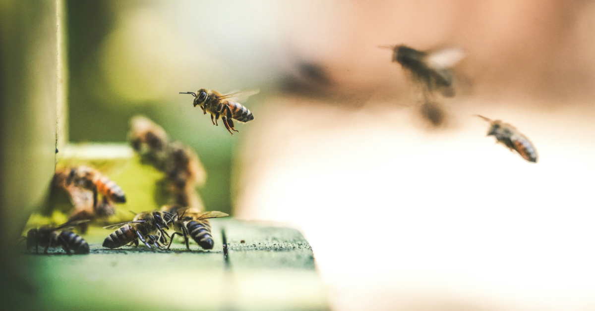 A closeup of a swarm of bees flying in and out of their hive