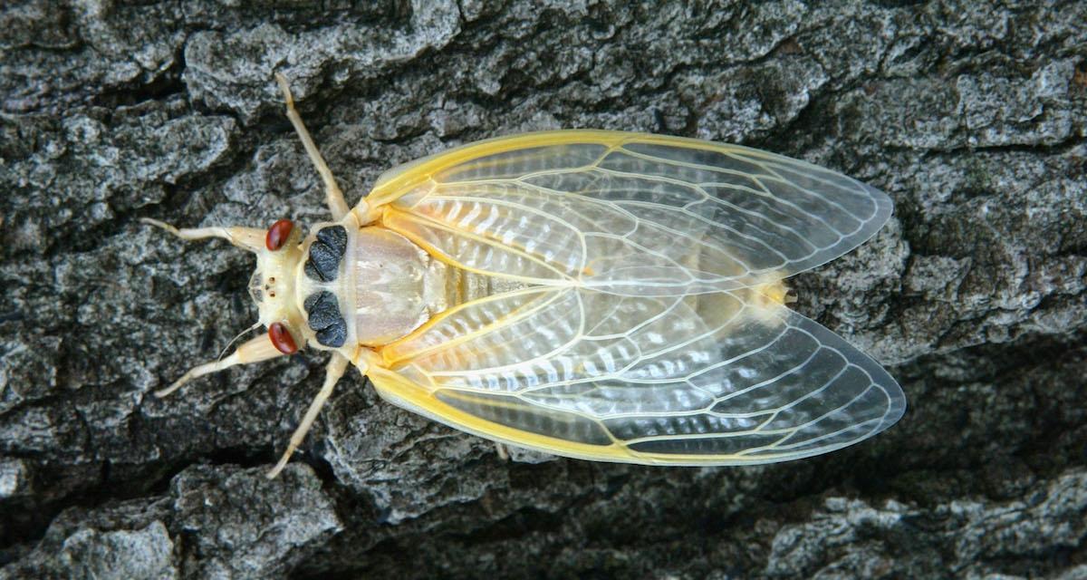 cicada lifespans