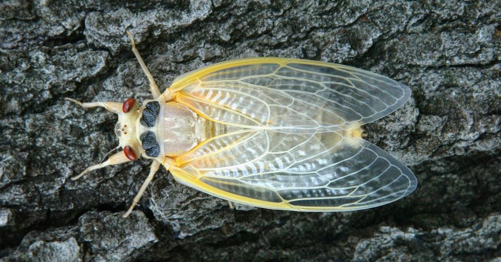What Is the Lifespan of a Brood X Cicada? Preparing For The 2021 Invasion