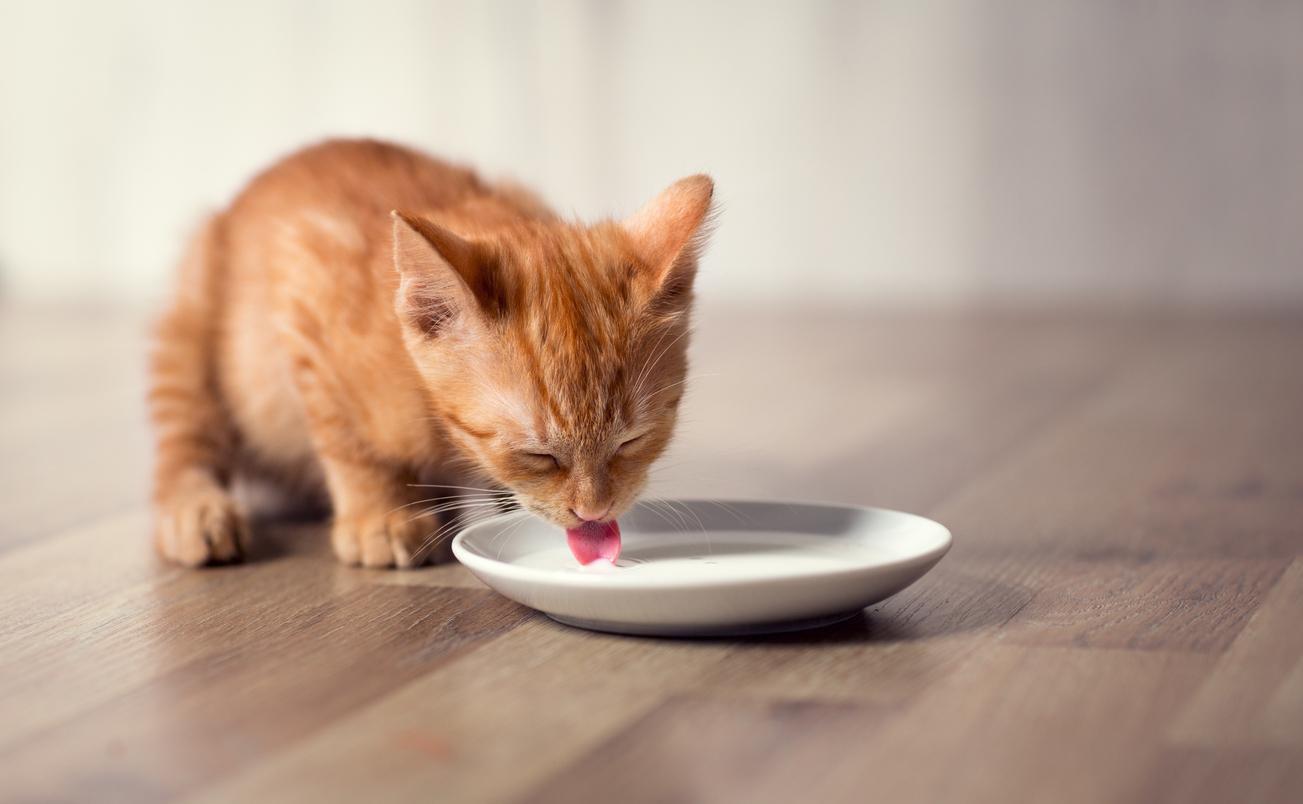 A young orange cat drinks milk from a white bowl on a hardwood floor.