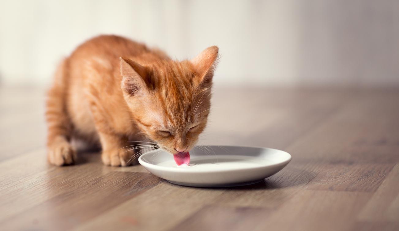 Can Cats Have Almond Milk? Experts Reveals Shocking Truth