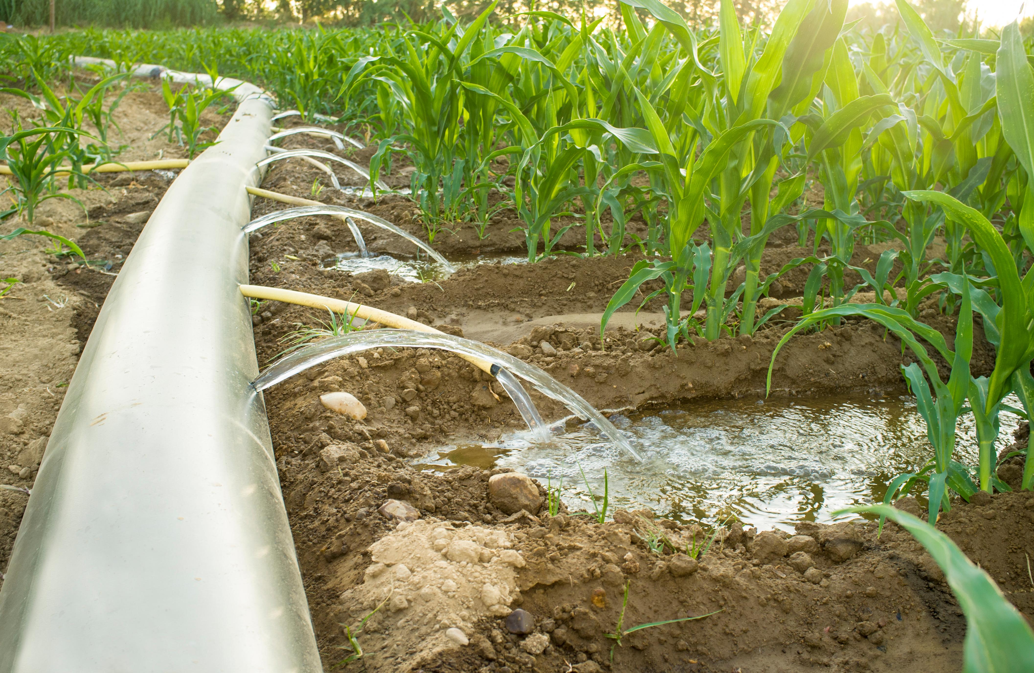 furrow irrigation for trees