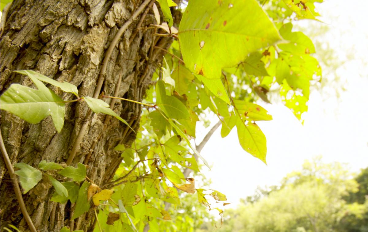 Poison ivy on a tree