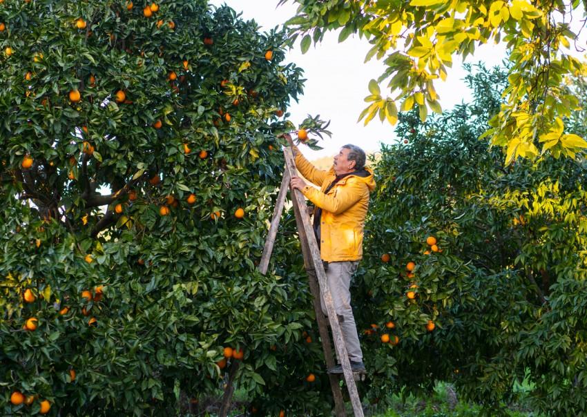 A man in a yellow coat stands on a ladder against an orange tree and picks oranges from the tree.