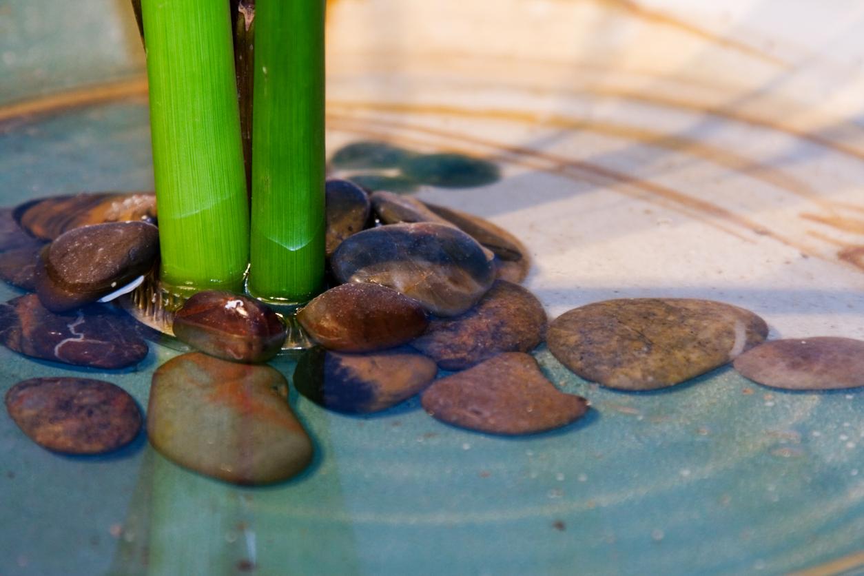 Two bamboo stalks are visible in an arrangement with water and pebbles.