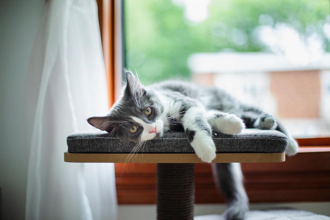 A gray cat lays atop a cat perch beside a window in a bedroom.