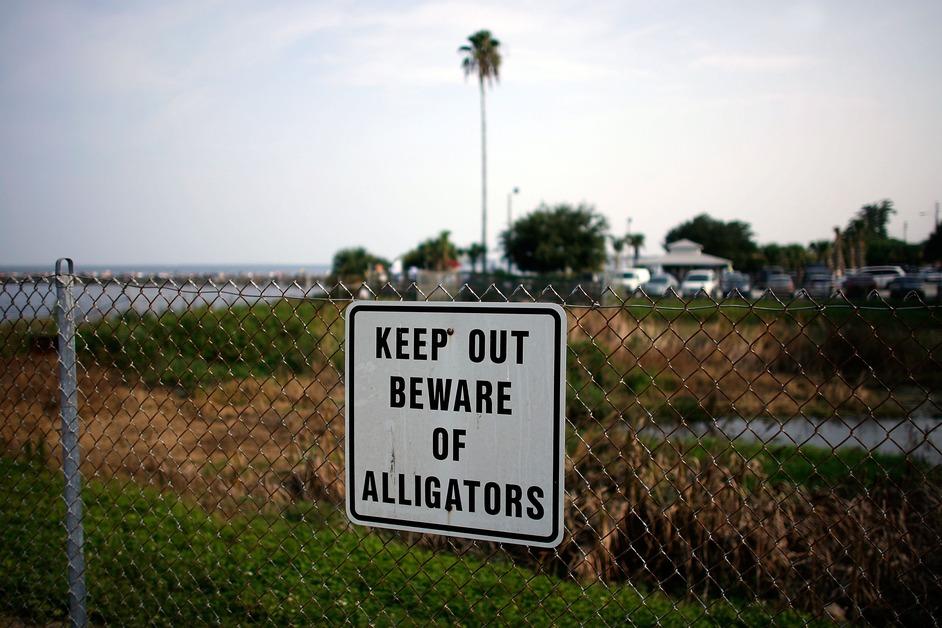 Alligator sign