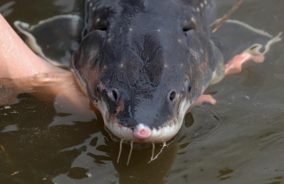 Hands holding a Baltic sturgeon.