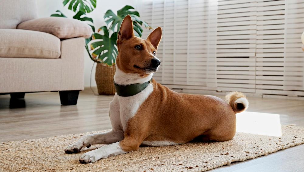 An African Basenji sitting on a living room floor. 