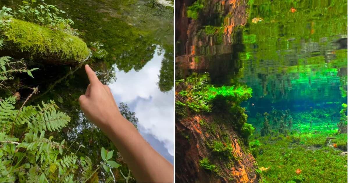Man dips his camera into a pond in Japan and discovers a scintillating life unfolding within (Cover Image Source: Instagram | @fujiaquarium54)