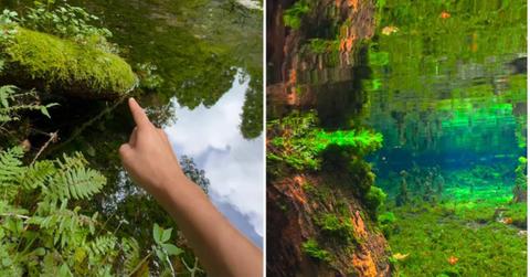 Man dips his camera into a pond in Japan and discovers a scintillating life unfolding within (Cover Image Source: Instagram | @fujiaquarium54)