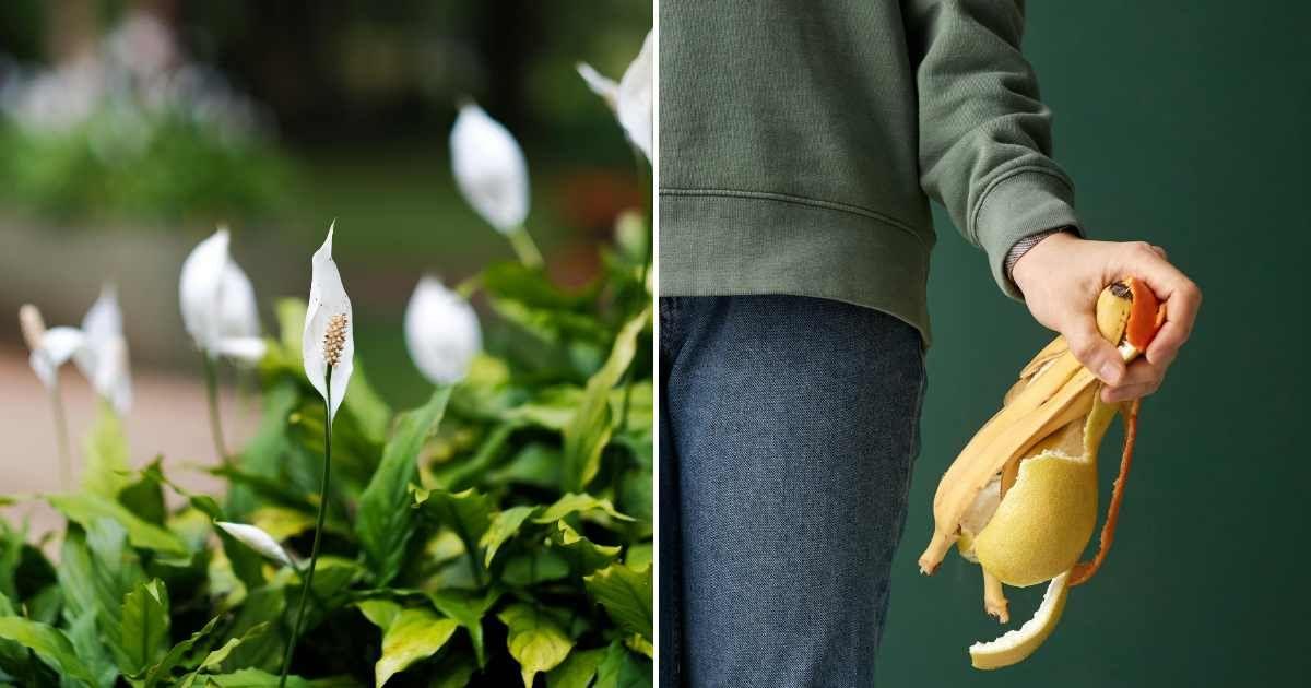 (L) Lush blooms in peace lily plants, (R) A person holding fruit peels. (Representative Cover Image Source: Pexels | (L) Thang Le, (R) Julia M Cameron)