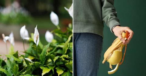 (L) Lush blooms in peace lily plants, (R) A person holding fruit peels. (Representative Cover Image Source: Pexels | (L) Thang Le, (R) Julia M Cameron)