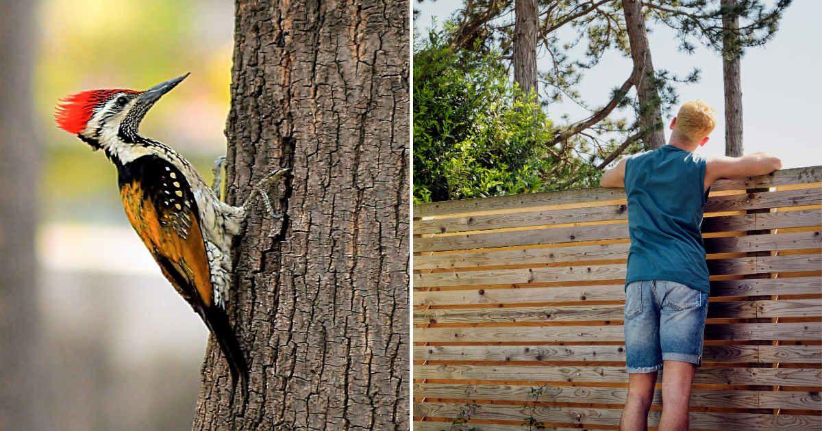 (L) A black-rumped flameback woodpecker perched on a tree | (R) A man looking over a fence in his yard. (Representative Cover Image Source: Getty Images | (L) Veena Nair, (R) Westend61)