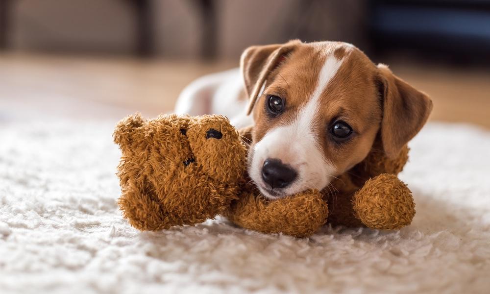 A puppy holding a brown bear on a white carpet. 