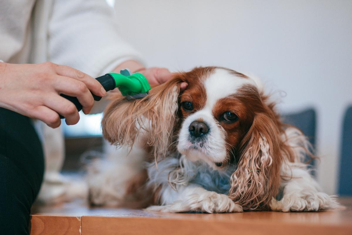 Cavalier King Charles Spaniel being groomed