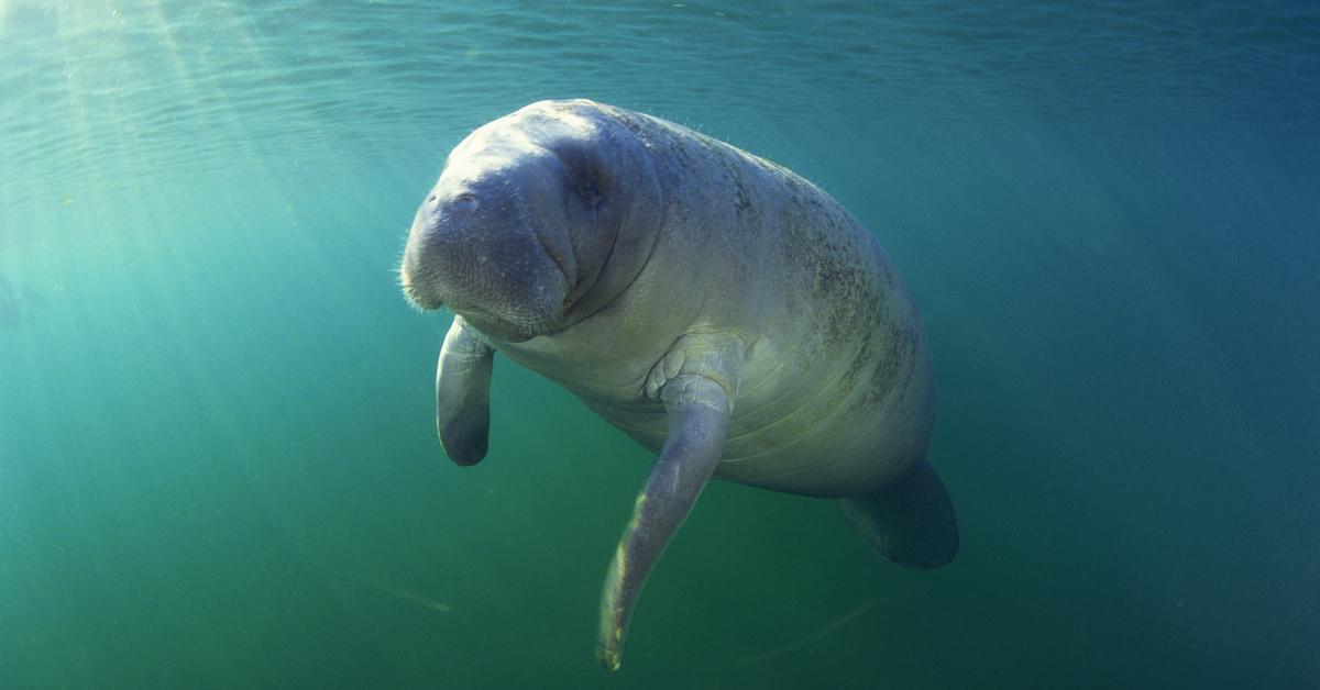 Florida Manatee