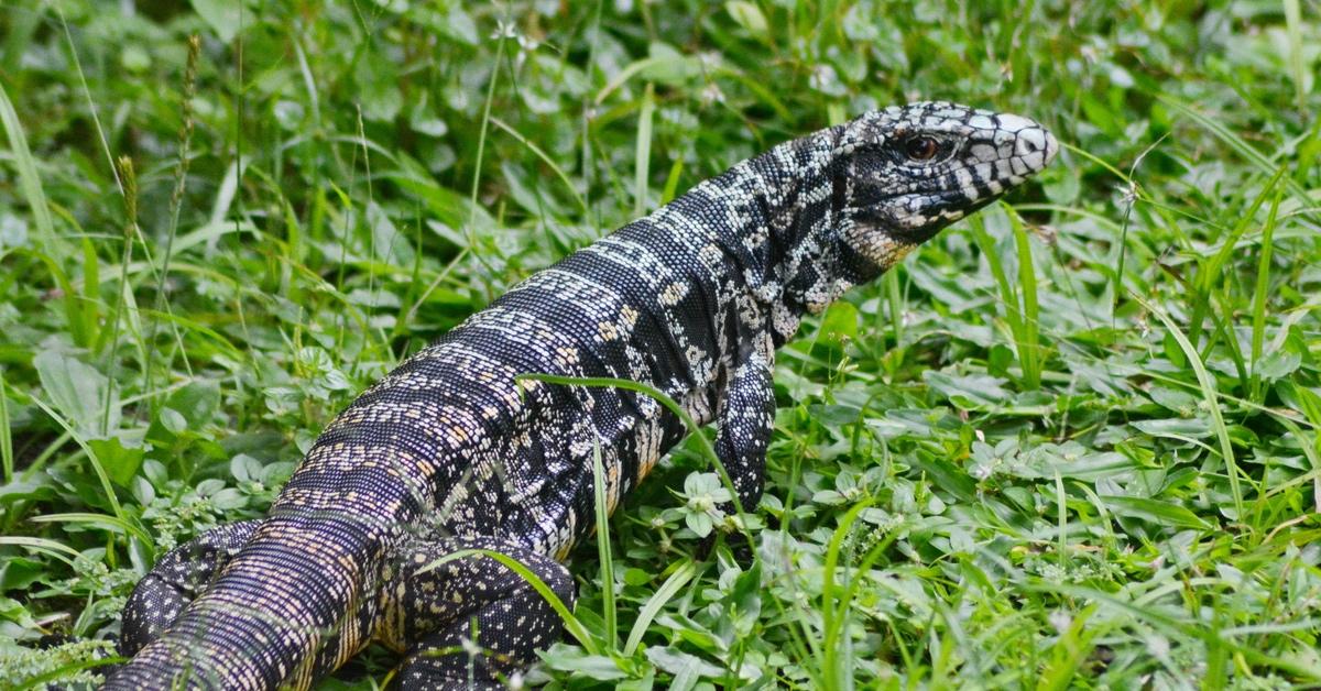 Tengu lizard in the grass. 