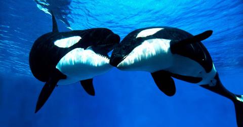Two killer whales kissing underwater. (Representative Cover Image Source: Getty Images | slowmotiongli)