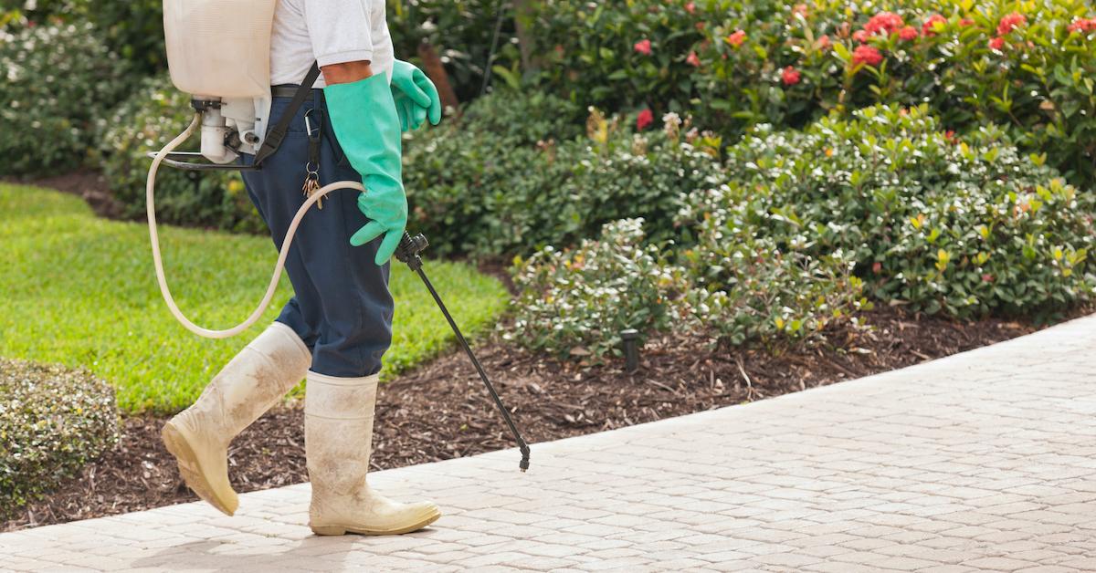 Weed Killing in Garden