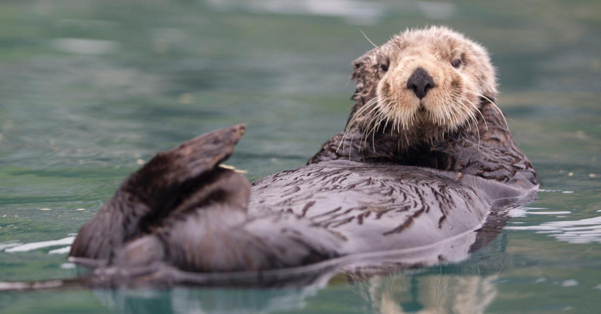 Sea otter swimming in the water rubbing their cheeks with their paws.