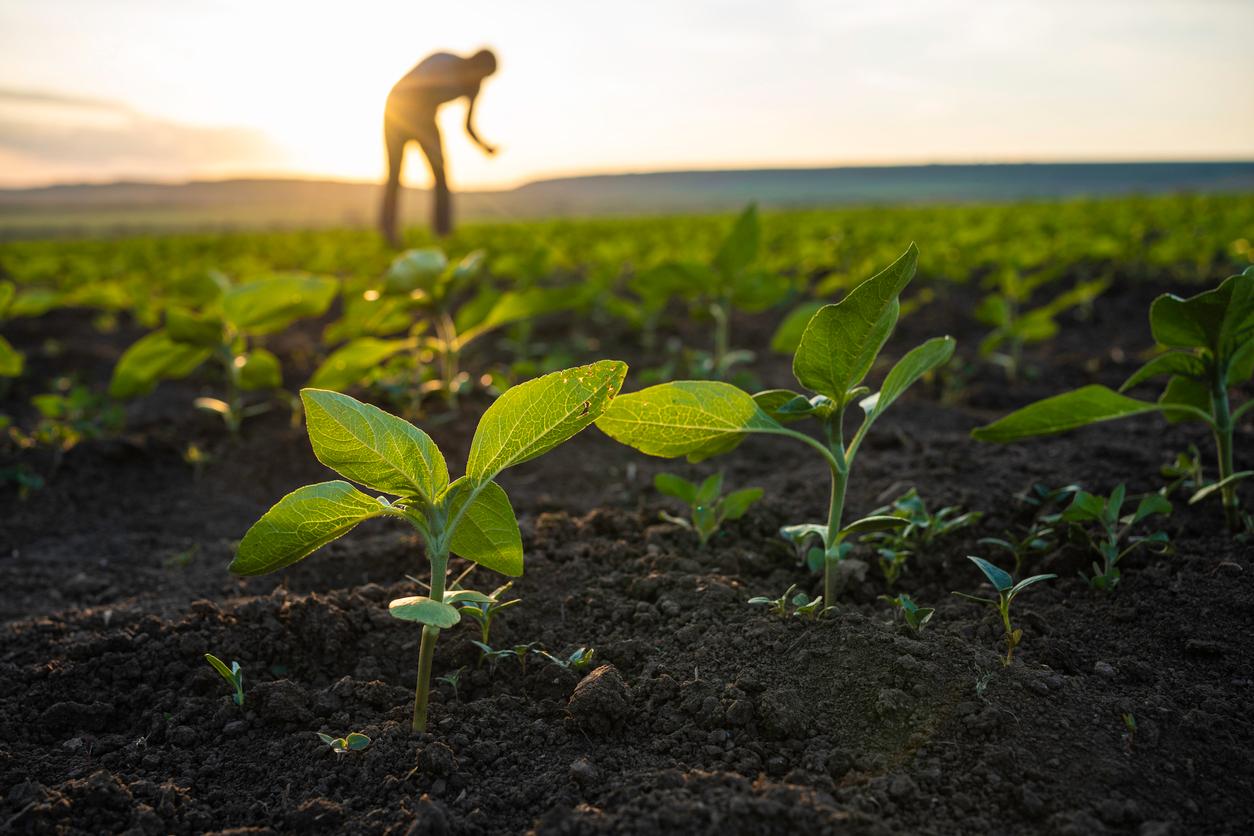 A farmer in the background inspects crops in a field at sunset.