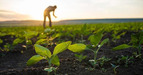 A farmer in the background inspects crops in a field at sunset.