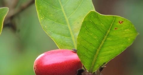 Close-up of red miracle fruit berry