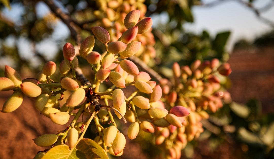 Why Did Pistachios Get so Expensive? What You Should Know
