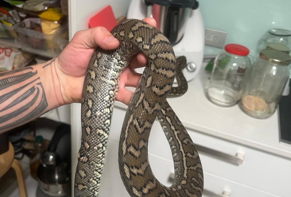 Tattooed arm holding a python in a kitchen.