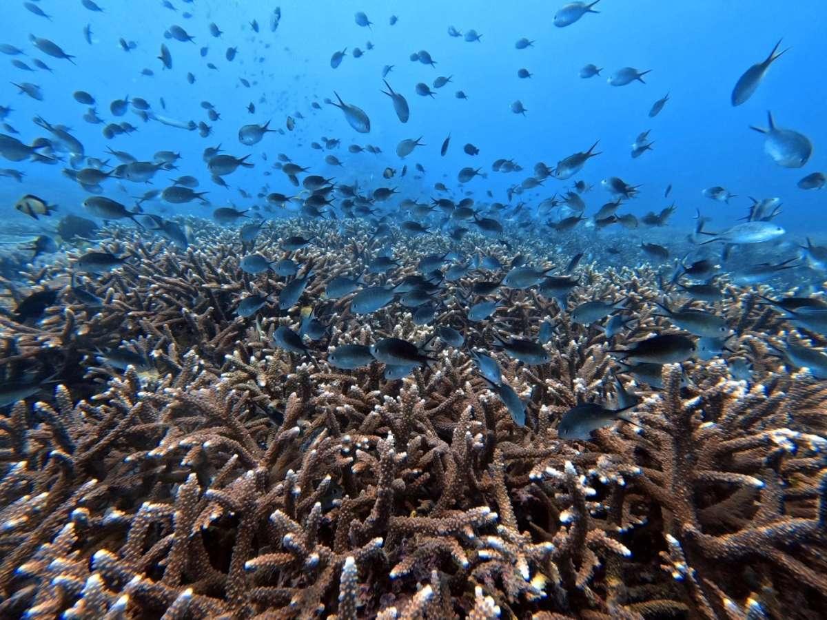 pn/dfdac ae b db dcfbe