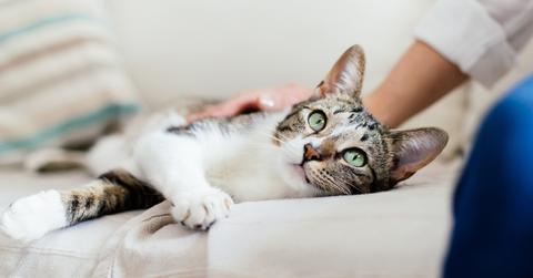 humane society animals essential coronavirus