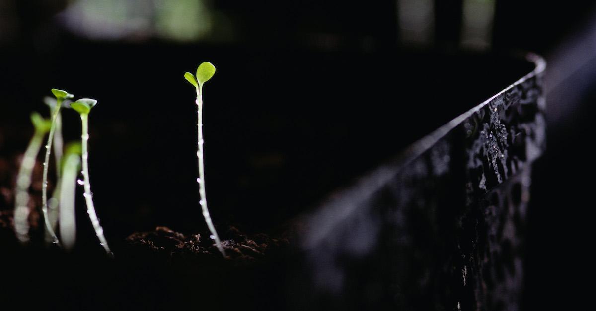 Companion Planting