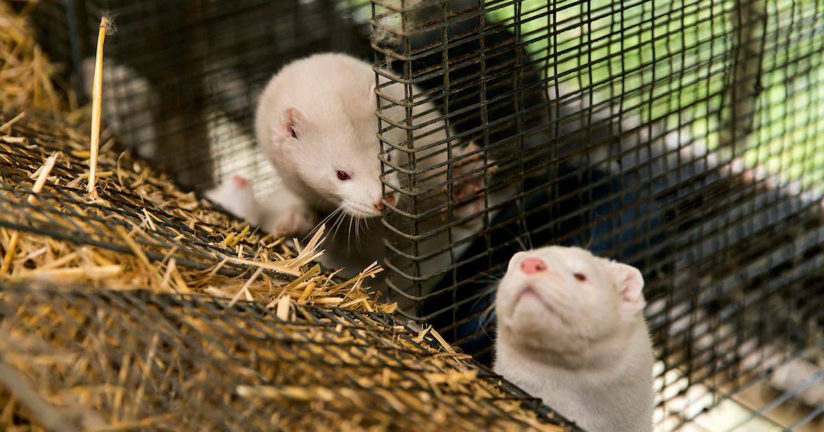 Minks Freed From Ohio Factory Farm