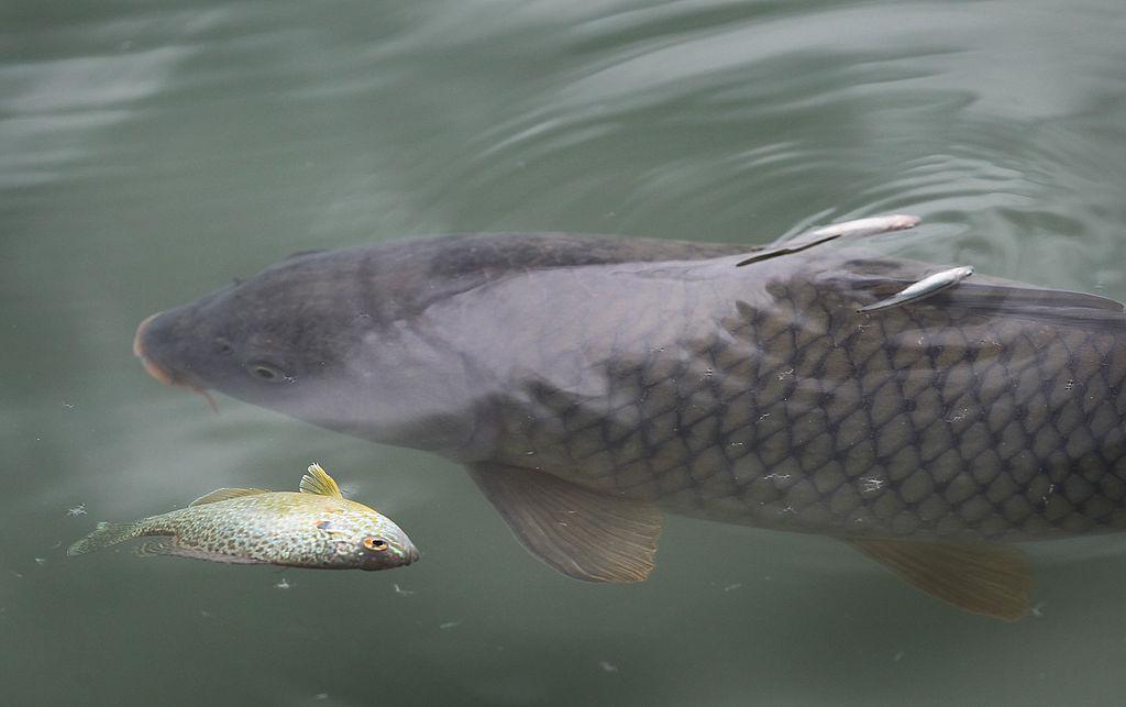 Are Asian Carp An Invasive Species 