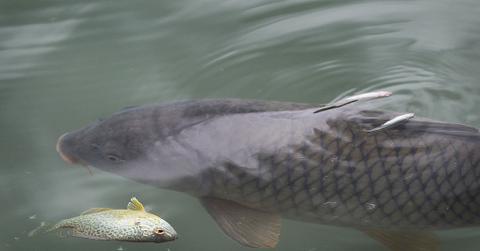 Asian Carp Invasive Species