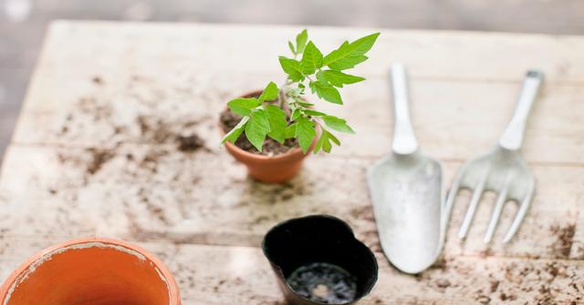 How to Start Urban Gardening, If You're Living the City Life