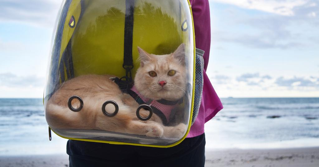 Are Cat Backpacks Safe? All Things Feline Adventure