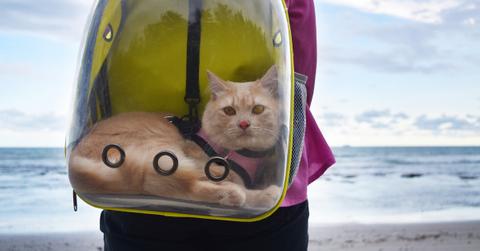 Photo of a cat in a bubble backpack in front of a beach background